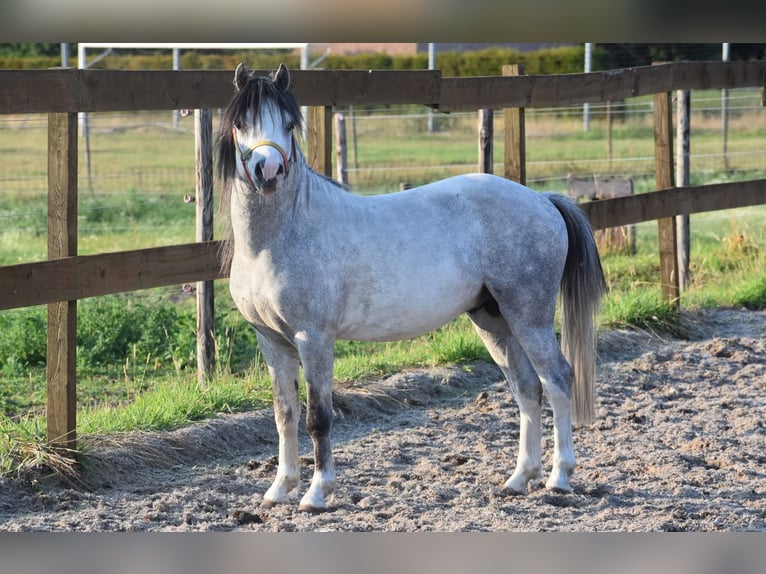 Welsh A (Mountain Pony) Gelding 3 years 11,2 hh Grey in Achtmaal