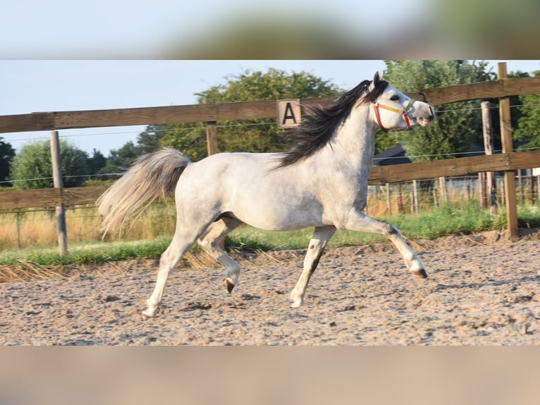 Welsh A (Mountain Pony) Gelding 3 years 11,2 hh Grey in Achtmaal