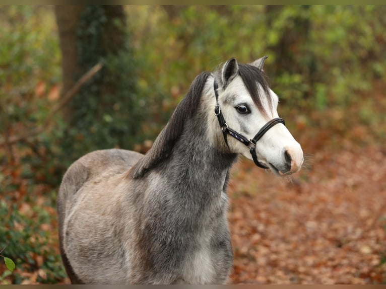 Welsh A (Mountain Pony) Gelding 3 years 11,2 hh Grey in Aalten