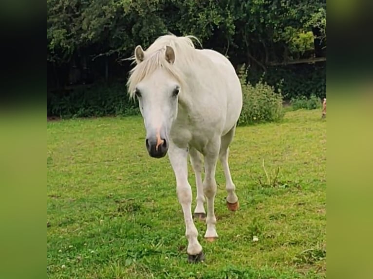 Welsh A (Mountain Pony) Gelding 3 years 11,3 hh Gray in Losheim am See