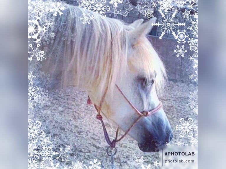 Welsh A (Mountain Pony) Gelding 3 years 11,3 hh Gray in Losheim am See