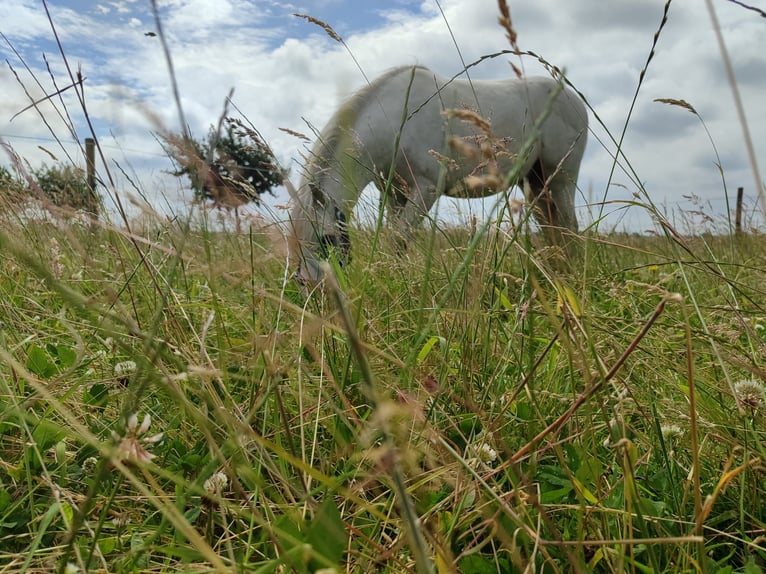 Welsh A (Mountain Pony) Gelding 3 years 11,3 hh Gray in Losheim am See