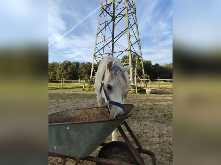 Welsh A (Mountain Pony) Gelding 3 years 11,3 hh Gray in Losheim am See