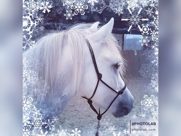 Welsh A (Mountain Pony) Gelding 3 years 11,3 hh Gray in Losheim am See
