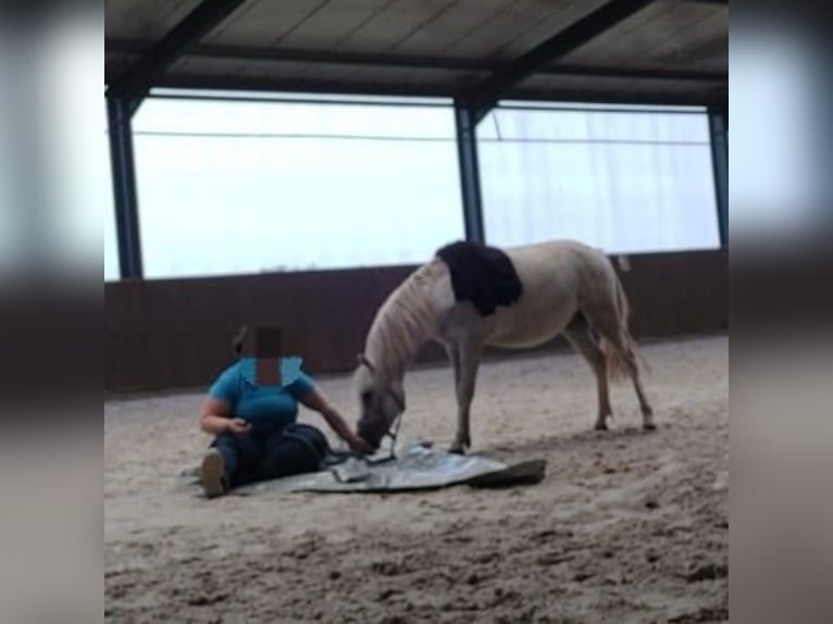 Welsh A (Mountain Pony) Gelding 3 years 11,3 hh Gray in Losheim am See