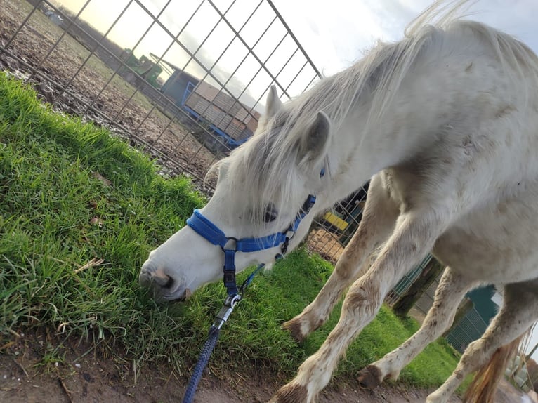 Welsh A (Mountain Pony) Gelding 3 years 11,3 hh Gray in Losheim am See