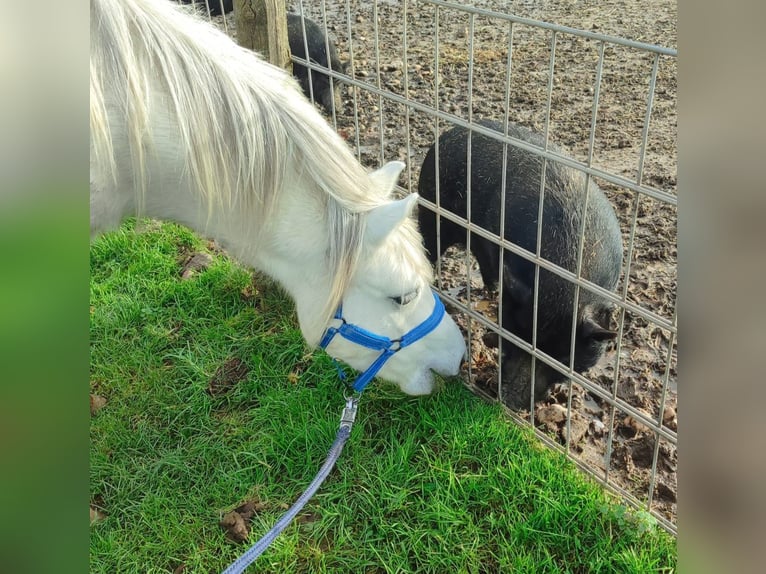 Welsh A (Mountain Pony) Gelding 3 years 11,3 hh Gray in Losheim am See