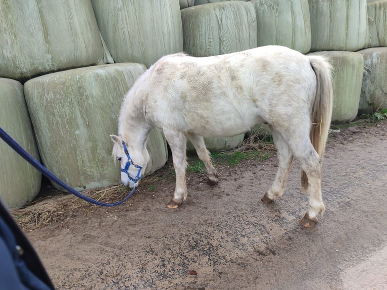 Welsh A (Mountain Pony) Gelding 3 years 11,3 hh Gray in Losheim am See