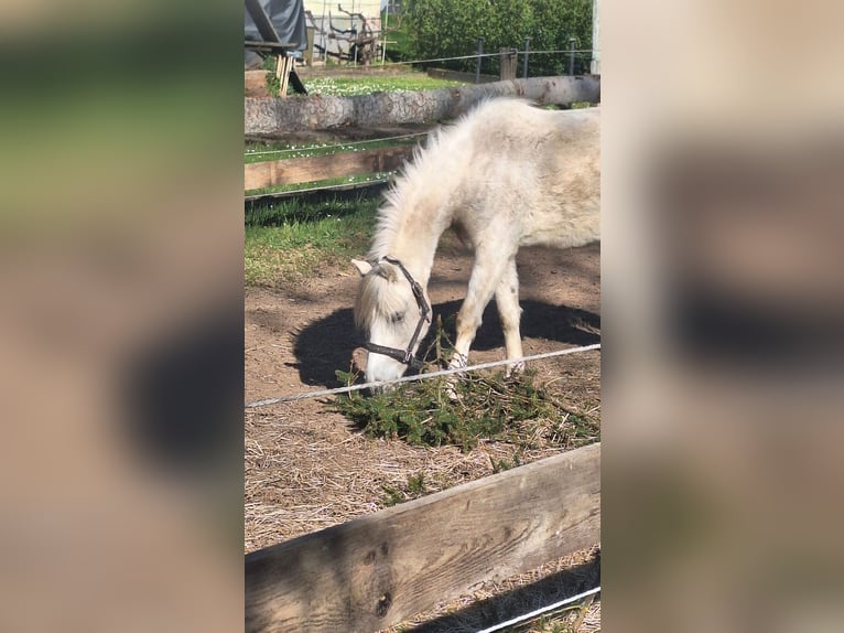 Welsh A (Mountain Pony) Gelding 3 years 11,3 hh Gray in Losheim am See