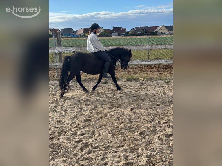 Welsh A (Mountain Pony) Gelding 3 years 12.1 hh Black in Scheibenhardt
