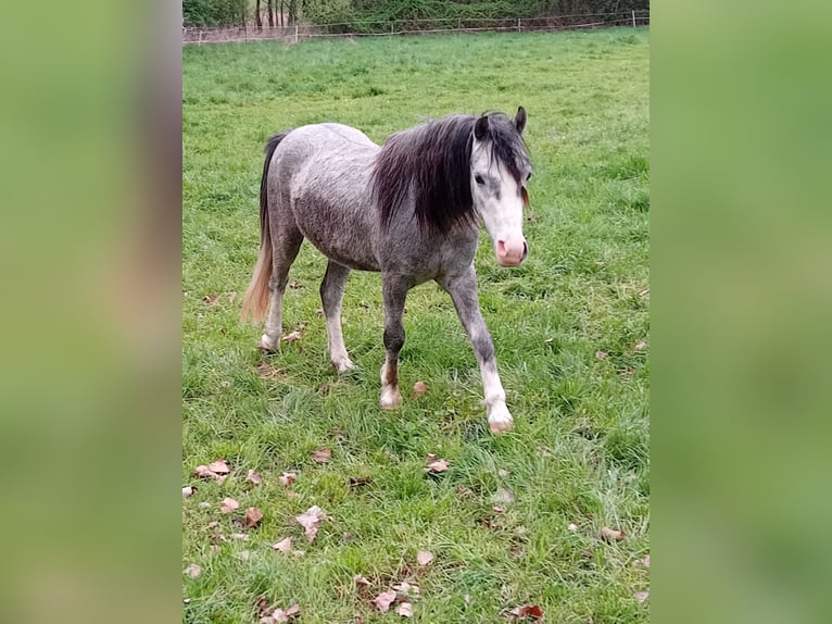 Welsh A (Mountain Pony) Gelding 3 years 12 hh Gray in Leipzig Welsh A (Mountain Pony) Gelding 3 years 12 hh Gray in Leipzig