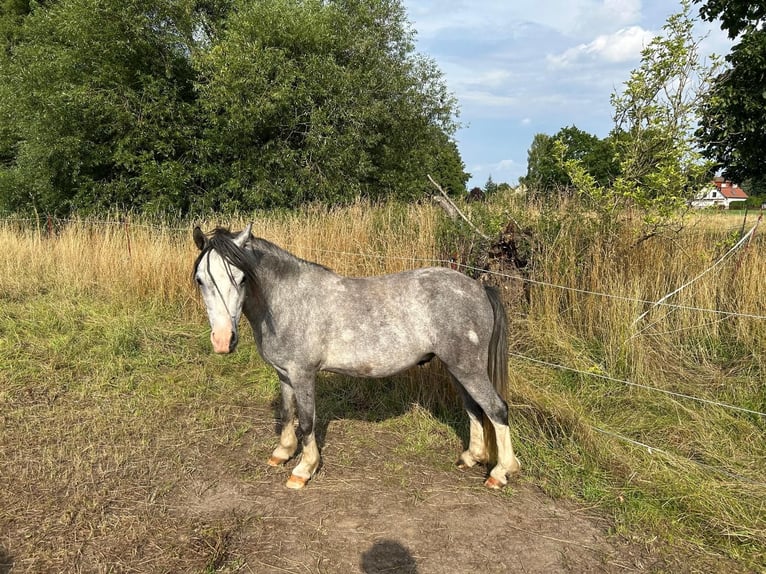 Welsh A (Mountain Pony) Gelding 3 years 12 hh Grey in Leipzig
