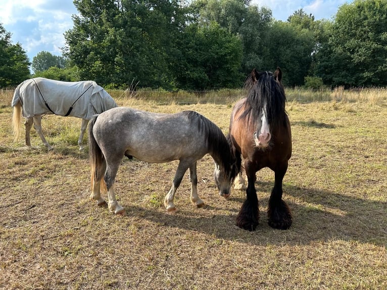 Welsh A (Mountain Pony) Gelding 3 years 12 hh Grey in Leipzig