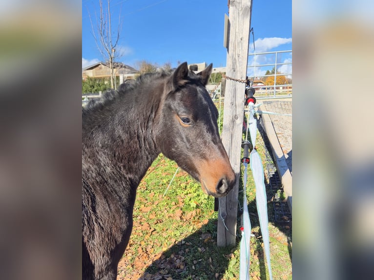 Welsh A (Mountain Pony) Gelding 3 years 12,1 hh Bay-Dark in Drobollach