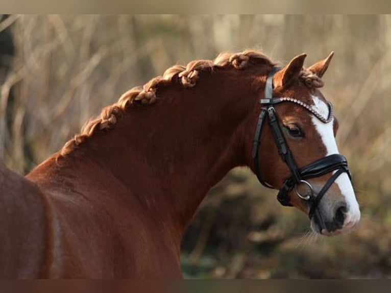 Welsh A (Mountain Pony) Gelding 3 years 12,1 hh Chestnut in HelmondHelmond
