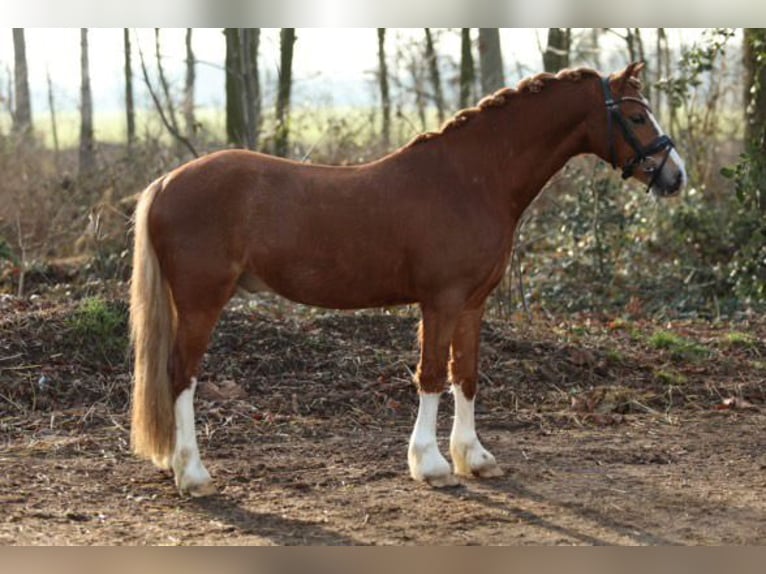 Welsh A (Mountain Pony) Gelding 3 years 12,1 hh Chestnut in HelmondHelmond