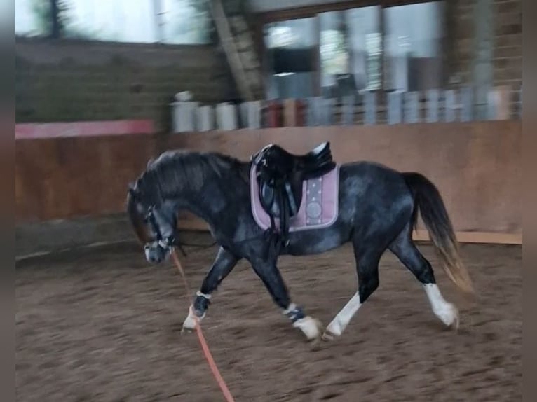 Welsh A (Mountain Pony) Gelding 3 years 12,2 hh Brown in Schwalmstadt