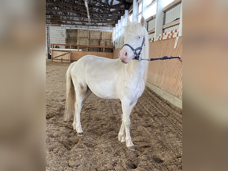 Welsh A (Mountain Pony) Gelding 3 years Cremello in Herzberg