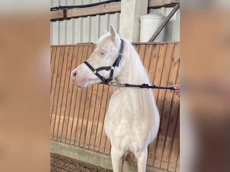 Welsh A (Mountain Pony) Gelding 3 years Cremello in Herzberg