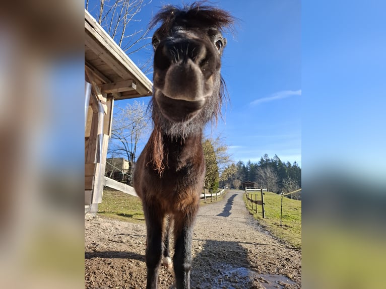 Welsh A (Mountain Pony) Gelding 4 years 10 hh Bay-Dark in Freudenstadt Welsh A (Mountain Pony) Gelding 4 years 10 hh Bay-Dark in Freudenstadt