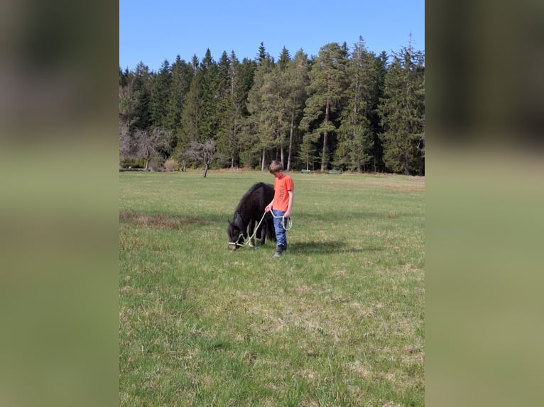Welsh A (Mountain Pony) Gelding 4 years 10 hh Bay-Dark in Freudenstadt Welsh A (Mountain Pony) Gelding 4 years 10 hh Bay-Dark in Freudenstadt