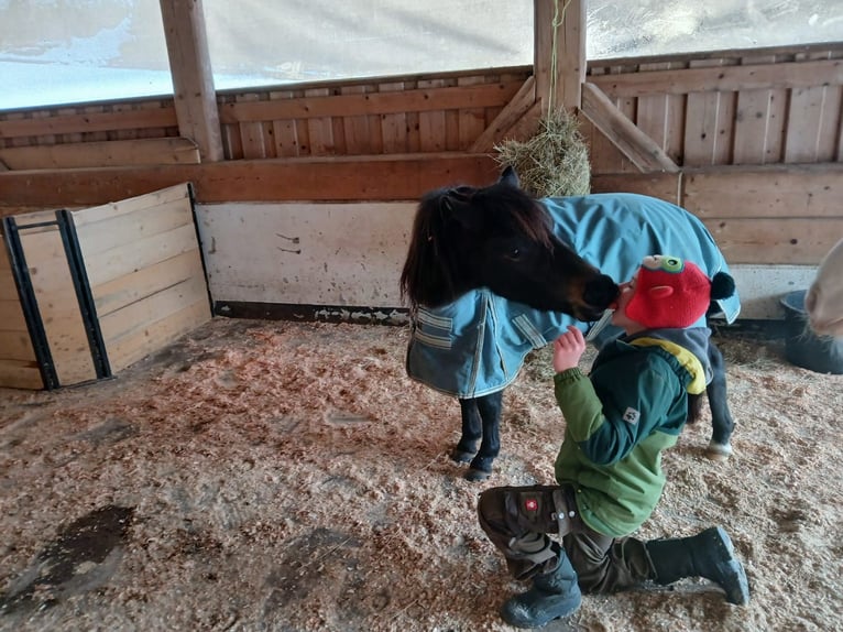 Welsh A (Mountain Pony) Gelding 4 years 10 hh Bay-Dark in Freudenstadt Welsh A (Mountain Pony) Gelding 4 years 10 hh Bay-Dark in Freudenstadt