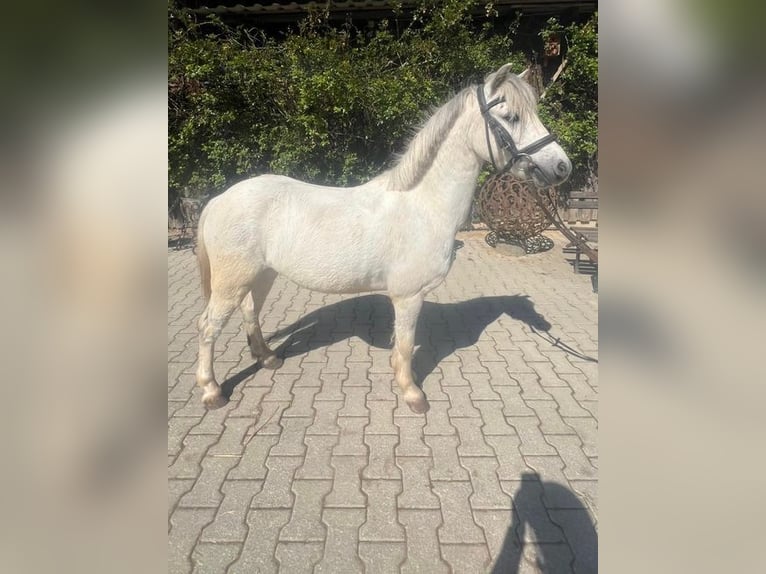 Welsh A (Mountain Pony) Gelding 4 years 11.1 hh Grey in Loiching