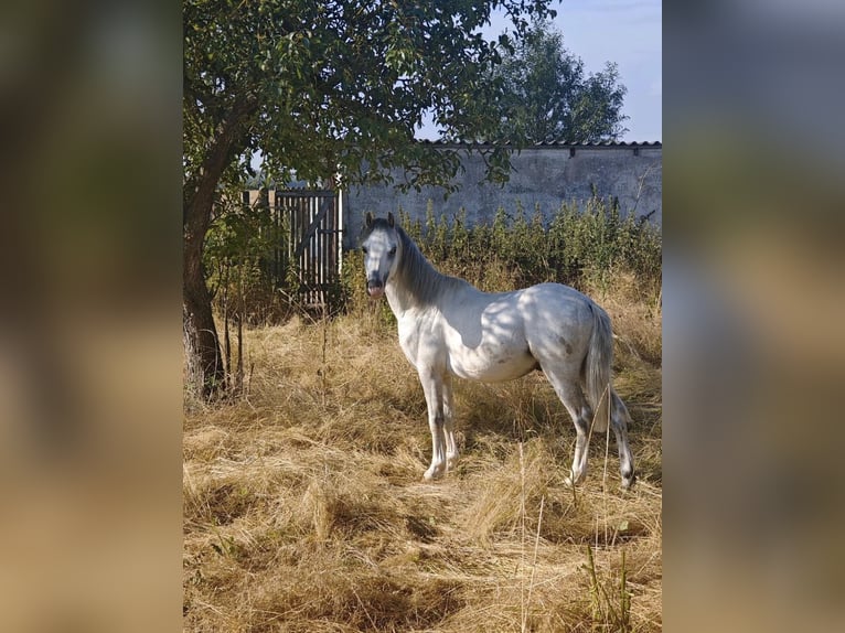 Welsh A (Mountain Pony) Gelding 4 years 11.2 hh Grey in Kindelbrück