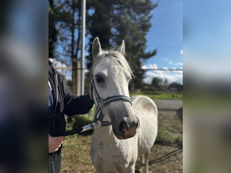 Welsh A (Mountain Pony) Gelding 4 years 11.2 hh Grey in Kindelbrück