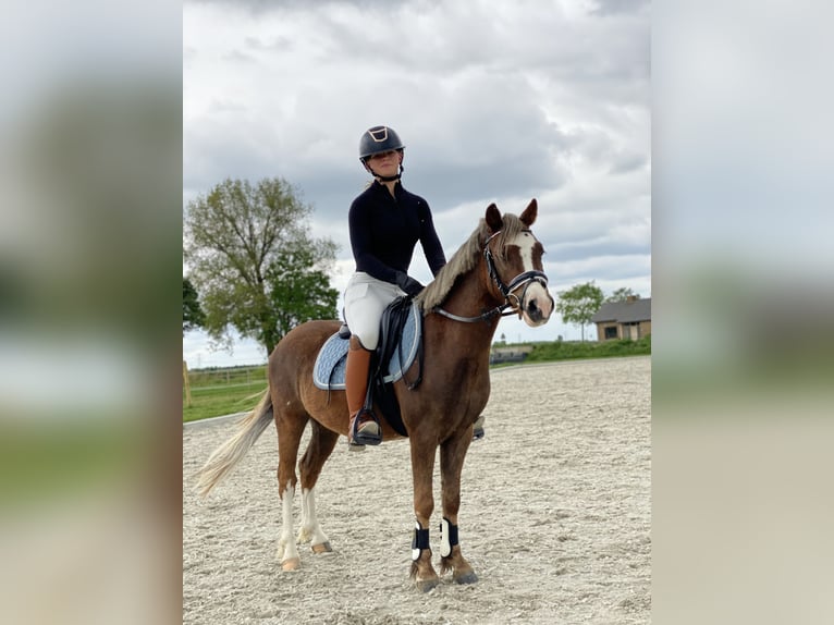 Welsh A (Mountain Pony) Gelding 4 years 11.2 hh Palomino in Heteren
