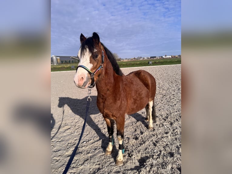 Welsh A (Mountain Pony) Gelding 4 years 11.2 hh Palomino in Heteren