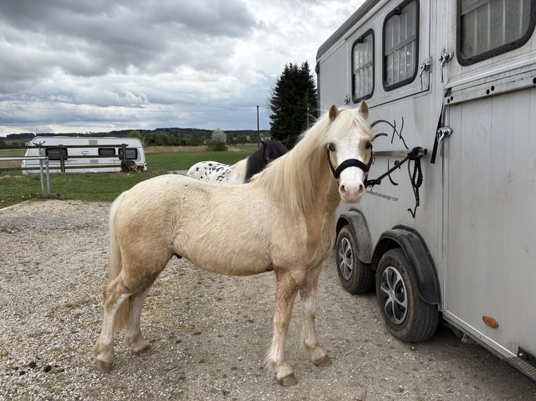 Welsh A (Mountain Pony) Gelding 4 years 11.2 hh Palomino in Hohenthann