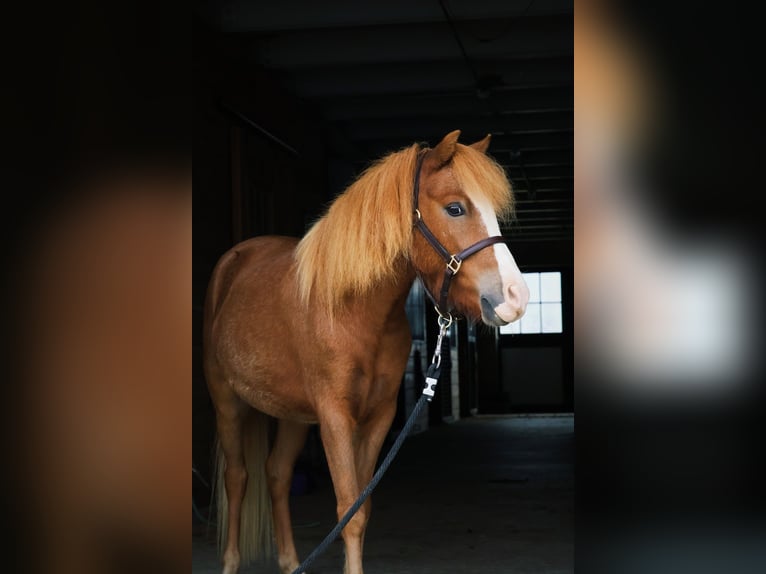Welsh A (Mountain Pony) Mix Gelding 4 years 11.2 hh Sorrel in New Holland