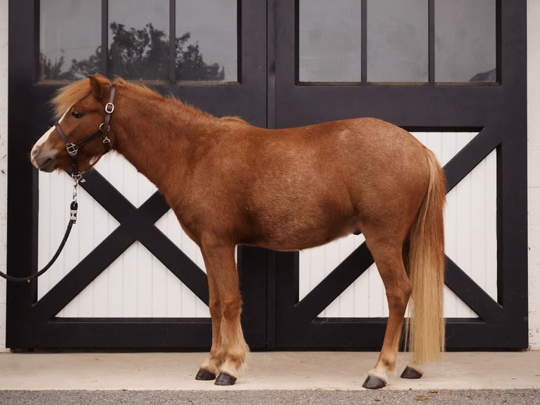 Welsh A (Mountain Pony) Mix Gelding 4 years 11.2 hh Sorrel in New Holland