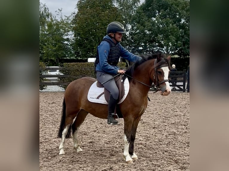 Welsh A (Mountain Pony) Gelding 4 years 11,3 hh Bay in Down