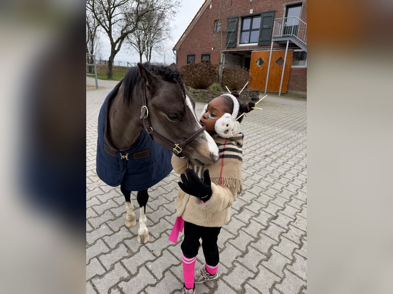Welsh A (Mountain Pony) Gelding 4 years 11.3 hh Dun in Uedem