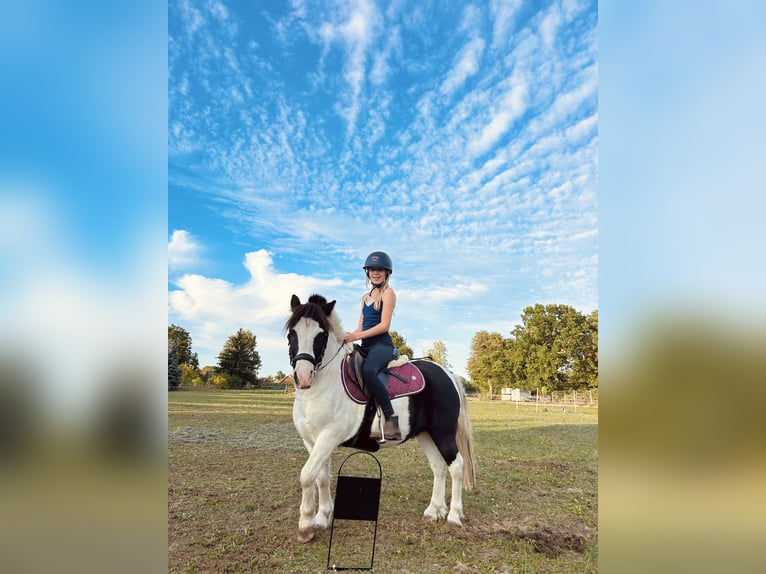 Welsh A (Mountain Pony) Mix Gelding 4 years 11 hh Pinto in Löwenberger Land