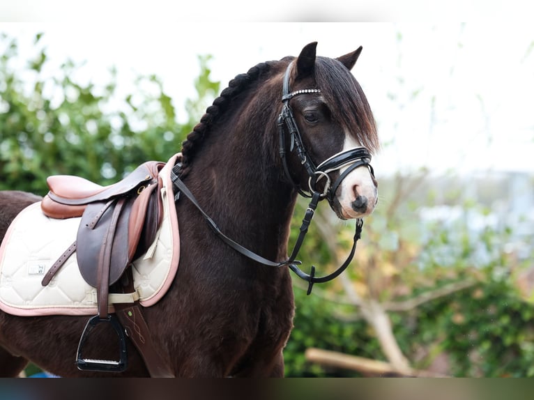 Welsh A (Mountain Pony) Gelding 4 years 11,1 hh Black in Groningen