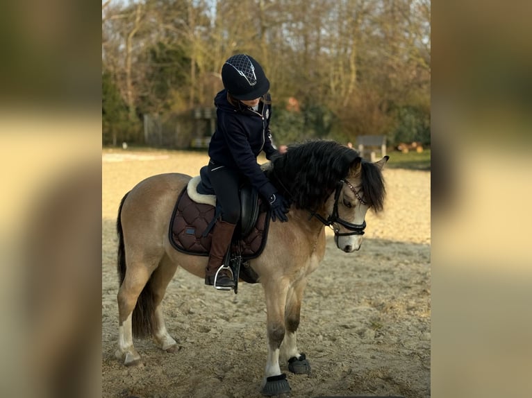 Welsh A (Mountain Pony) Gelding 4 years 11,1 hh Dun in Schwülper
