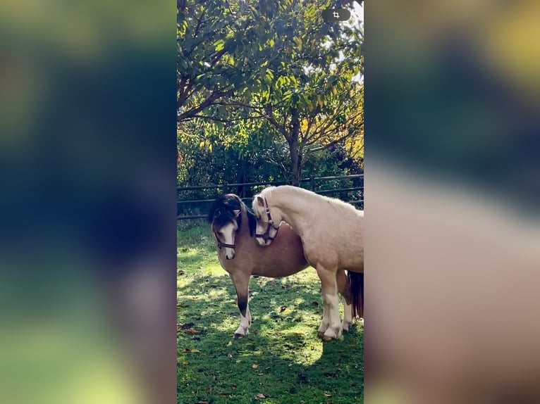 Welsh A (Mountain Pony) Gelding 4 years 11,1 hh Dun in Schwülper