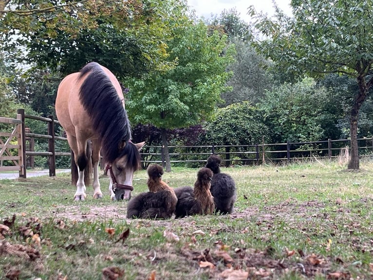 Welsh A (Mountain Pony) Gelding 4 years 11,1 hh Dun in Schwülper