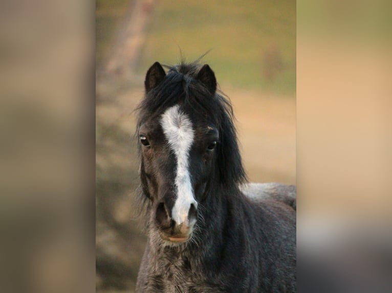 Welsh A (Mountain Pony) Gelding 4 years 11,1 hh Grey-Dark-Tan in Losheim am See