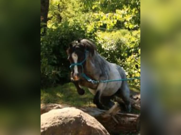 Welsh A (Mountain Pony) Gelding 4 years 11,1 hh Grey-Dark-Tan in Losheim am See