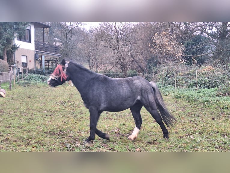 Welsh A (Mountain Pony) Gelding 4 years 11,1 hh Grey-Dark-Tan in Losheim am See