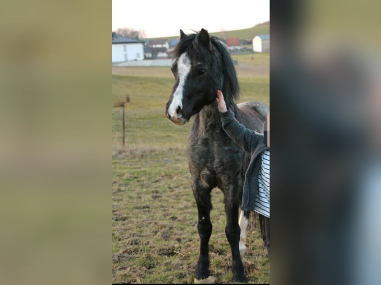 Welsh A (Mountain Pony) Gelding 4 years 11,1 hh Grey-Dark-Tan in Losheim am See