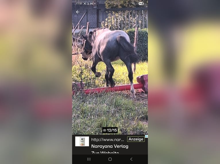 Welsh A (Mountain Pony) Gelding 4 years 11,1 hh Grey-Dark-Tan in Losheim am See