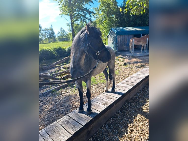 Welsh A (Mountain Pony) Gelding 4 years 11,1 hh Grey-Dark-Tan in Losheim am See