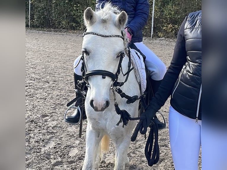 Welsh A (Mountain Pony) Gelding 4 years 11,1 hh Grey in Rotenburg an der Fulda