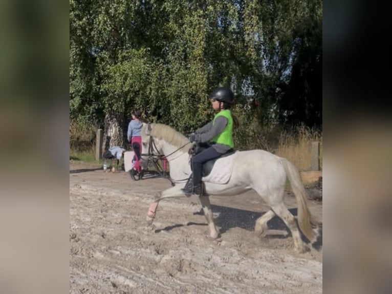 Welsh A (Mountain Pony) Gelding 4 years 11,1 hh Grey in Rotenburg an der Fulda