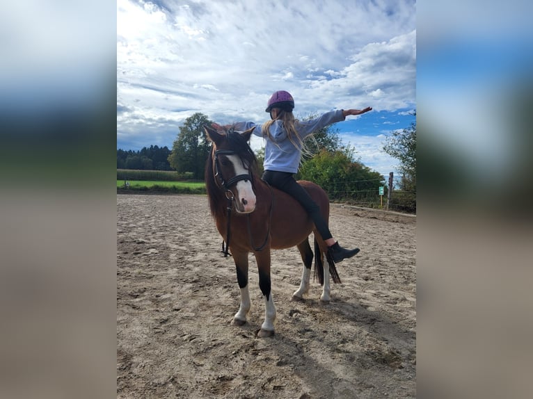 Welsh A (Mountain Pony) Gelding 4 years 11,2 hh Brown in Gro&#xDF;karolinenfeld